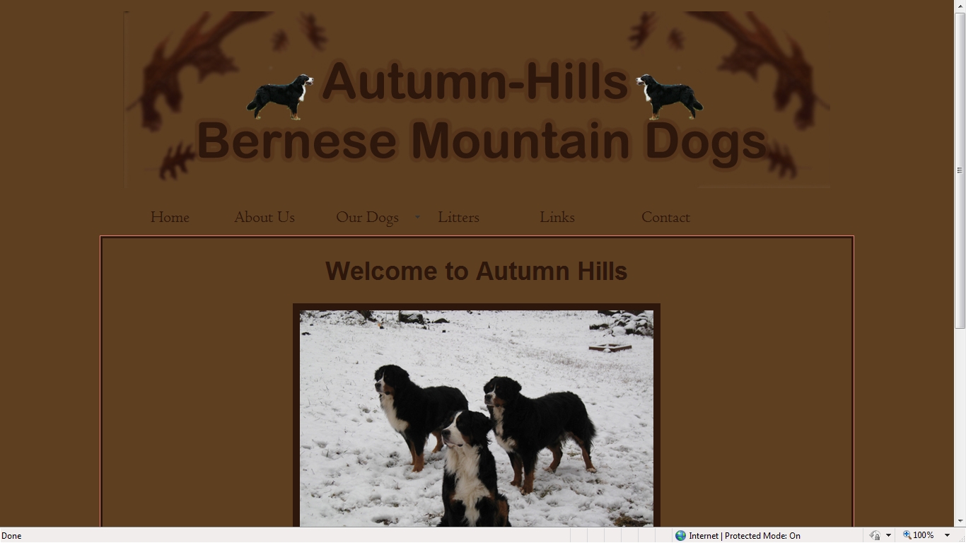 autumn hills bernese mountain dogs